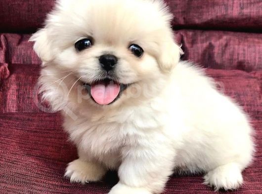 30 Yıllık  Canpetten Pekinez Yavrularımız görsel