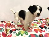 30 Yillik Canpetten Jack Russel Yavrumuz Aşili Ki̇mli̇kli̇
