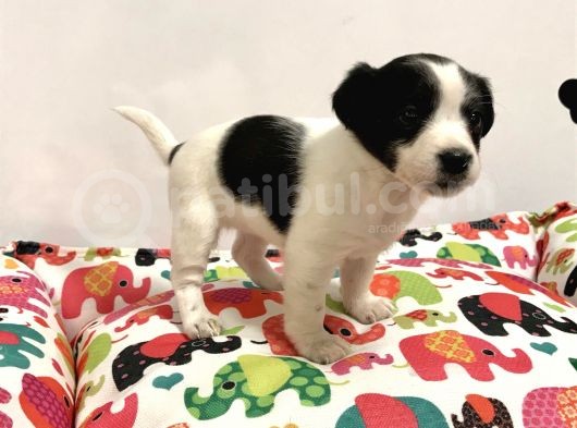 30 Yillik Canpetten Jack Russel Yavrumuz Aşili Ki̇mli̇kli̇ görsel
