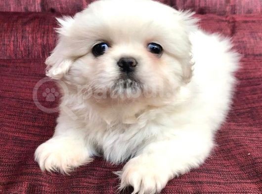 30 Yıllık  Canpetten Pekinez Yavrularımız görsel