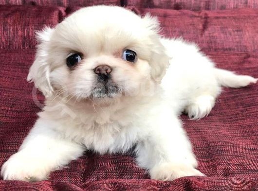 30 Yıllık  Canpetten Pekinez Yavrularımız görsel