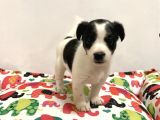 30 Yillik Canpetten Jack Russel Yavrumuz Aşili Ki̇mli̇kli̇