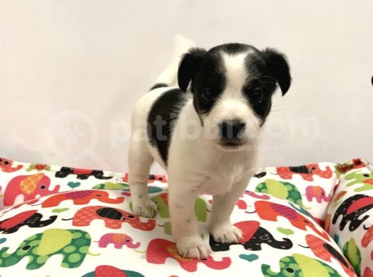 30 Yillik Canpetten Jack Russel Yavrumuz Aşili Ki̇mli̇kli̇ görsel