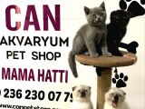 30 Yillik Canpetten Scotti̇sh Ve Bri̇ti̇sh Yavrulari Aşili Ki̇mli̇kli̇