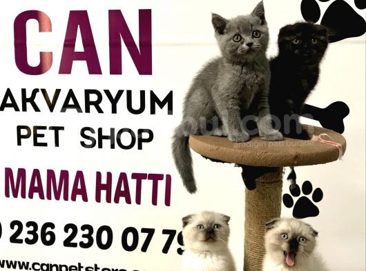 30 Yillik Canpetten Scotti̇sh Ve Bri̇ti̇sh Yavrulari Aşili Ki̇mli̇kli̇ görsel