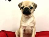 30 Yillik Canpetten Pug Mops Yavrulari Aşili Ki̇mli̇kli̇