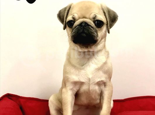 30 Yillik Canpetten Pug Mops Yavrulari Aşili Ki̇mli̇kli̇ görsel