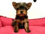 30 Yıllık Canpetten Teacup Yorkshire Terrier Yavruları