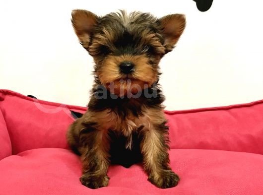 30 Yıllık Canpetten Teacup Yorkshire Terrier Yavruları görsel