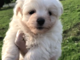 30 Yillik Canpetten Maltese Yavrularimiz