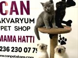 30 Yillik Canpetten Scotti̇sh Ve Bri̇ti̇sh Yavrulari Aşili Ki̇mli̇kli̇