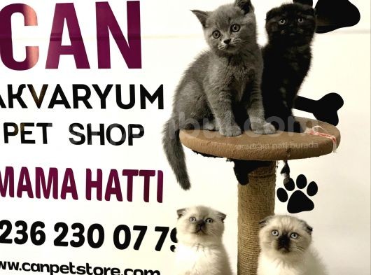 30 Yillik Canpetten Scotti̇sh Ve Bri̇ti̇sh Yavrulari Aşili Ki̇mli̇kli̇ görsel