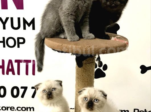 30 Yillik Canpetten Scotti̇sh Ve Bri̇ti̇sh Yavrulari Aşili Ki̇mli̇kli̇ görsel