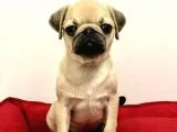 30 Yillik Canpetten Pug Mops Yavrulari Aşili Ki̇mli̇kli̇