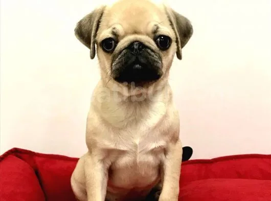 30 Yillik Canpetten Pug Mops Yavrulari Aşili Ki̇mli̇kli̇