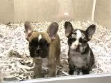 30 Yillik Canpetten Fawn Ve Merle French Bulldog Yavrulari