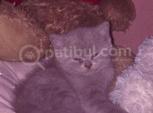 Bebeğimiz Yeni Ailesine Teslim Edilmek Üzere Hazırdır görsel