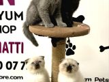 30 Yillik Canpetten Scotti̇sh Ve Bri̇ti̇sh Yavrulari Aşili Ki̇mli̇kli̇