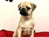 30 Yillik Canpetten Pug Mops Yavrulari Aşili Ki̇mli̇kli̇