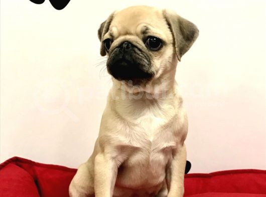 30 Yillik Canpetten Pug Mops Yavrulari Aşili Ki̇mli̇kli̇ görsel