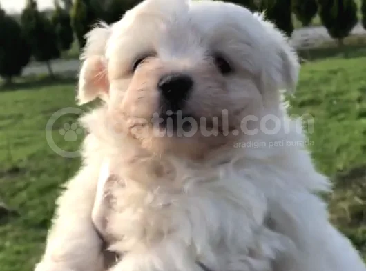 30 Yillik Canpetten Maltese Yavrularimiz