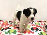 30 Yillik Canpetten Jack Russel Yavrumuz Aşili Ki̇mli̇kli̇