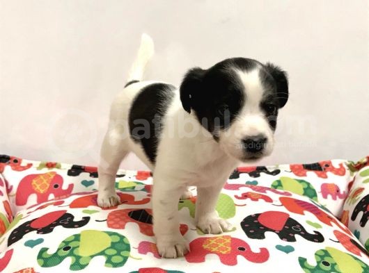 30 Yillik Canpetten Jack Russel Yavrumuz Aşili Ki̇mli̇kli̇ görsel
