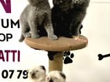 30 Yillik Canpetten Scotti̇sh Ve Bri̇ti̇sh Yavrulari Aşili Ki̇mli̇kli̇