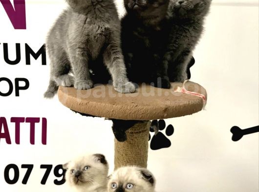 30 Yillik Canpetten Scotti̇sh Ve Bri̇ti̇sh Yavrulari Aşili Ki̇mli̇kli̇ görsel