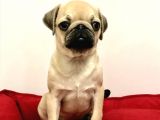 30 Yillik Canpetten Pug Mops Yavrulari Aşili Ki̇mli̇kli̇