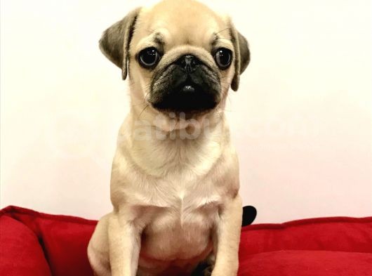 30 Yillik Canpetten Pug Mops Yavrulari Aşili Ki̇mli̇kli̇ görsel