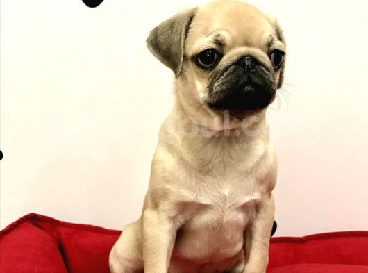 30 Yillik Canpetten Pug Mops Yavrulari Aşili Ki̇mli̇kli̇ görsel
