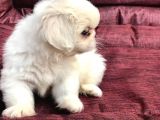30 Yıllık  Canpetten Pekinez Yavrularımız