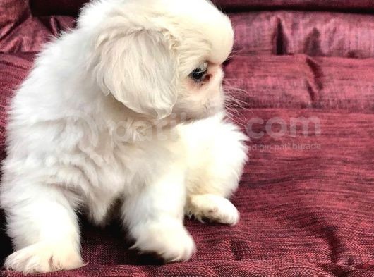 30 Yıllık  Canpetten Pekinez Yavrularımız görsel