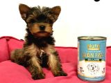 30 Yıllık Canpetten Teacup Yorkshire Terrier Yavruları