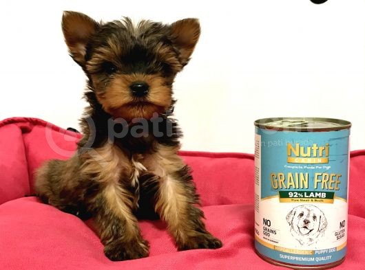 30 Yıllık Canpetten Teacup Yorkshire Terrier Yavruları görsel