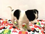 30 Yillik Canpetten Jack Russel Yavrumuz Aşili Ki̇mli̇kli̇