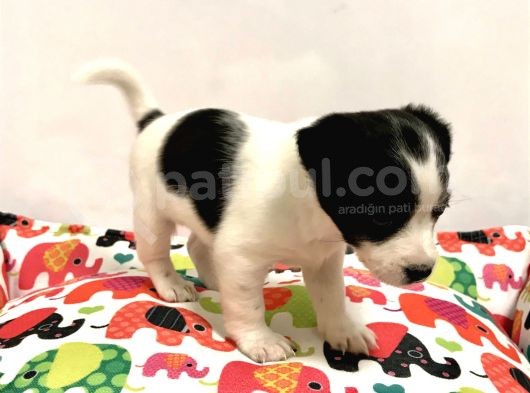 30 Yillik Canpetten Jack Russel Yavrumuz Aşili Ki̇mli̇kli̇ görsel