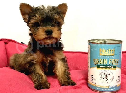 30 Yıllık Canpetten Teacup Yorkshire Terrier Yavruları görsel
