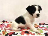 30 Yillik Canpetten Jack Russel Yavrumuz Aşili Ki̇mli̇kli̇