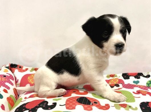 30 Yillik Canpetten Jack Russel Yavrumuz Aşili Ki̇mli̇kli̇ görsel