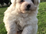 30 Yillik Canpetten Maltese Yavrularimiz