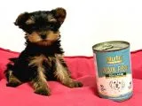 30 Yıllık Canpetten Teacup Yorkshire Terrier Yavruları