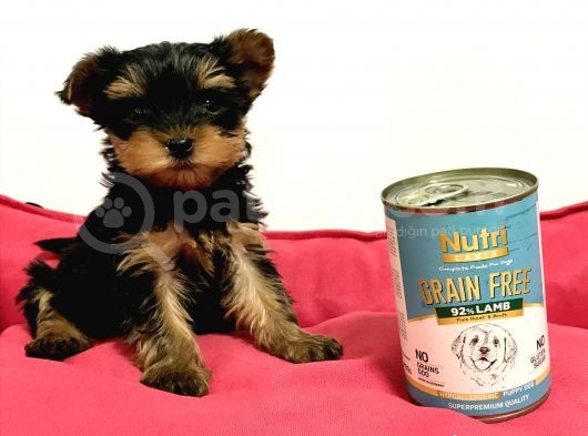 30 Yıllık Canpetten Teacup Yorkshire Terrier Yavruları görsel