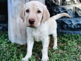 Fci Şecereli Labrador Retriever