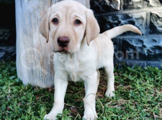 Fci Şecereli Labrador Retriever görsel