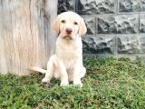 Fci Şecereli Labrador Retriever