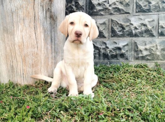 Fci Şecereli Labrador Retriever görsel