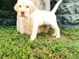 Fci Şecereli Labrador Retriever