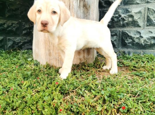 Fci Şecereli Labrador Retriever görsel